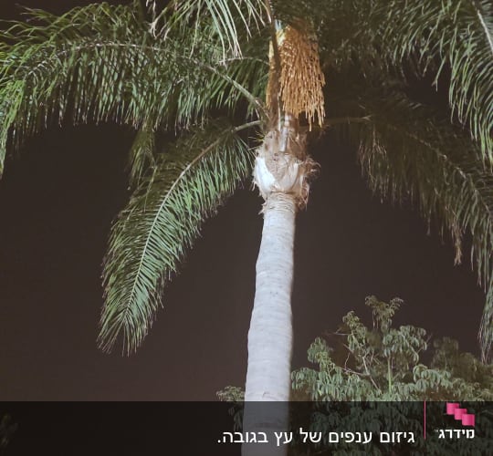 עץ דקל עם ענפים גזומים בחלקו העליון